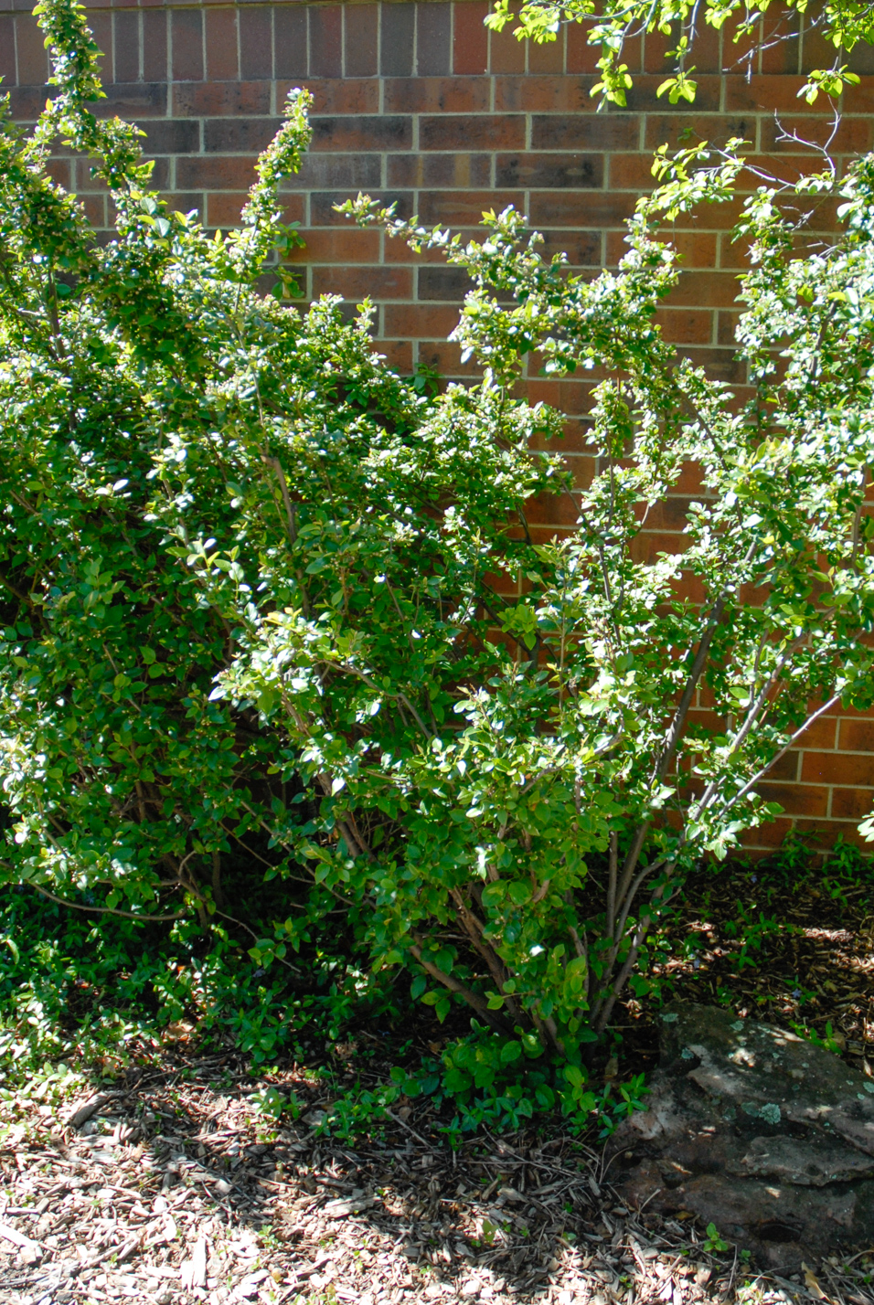 Peking Cotoneaster